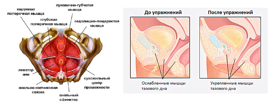 Упражнения Кегеля